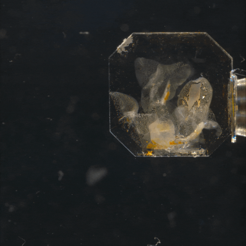 Gem3D